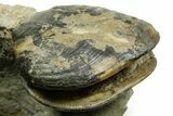 Jurassic Fossil Ammonite (Garantiana) with Two Bivalves - Germany #377580-2